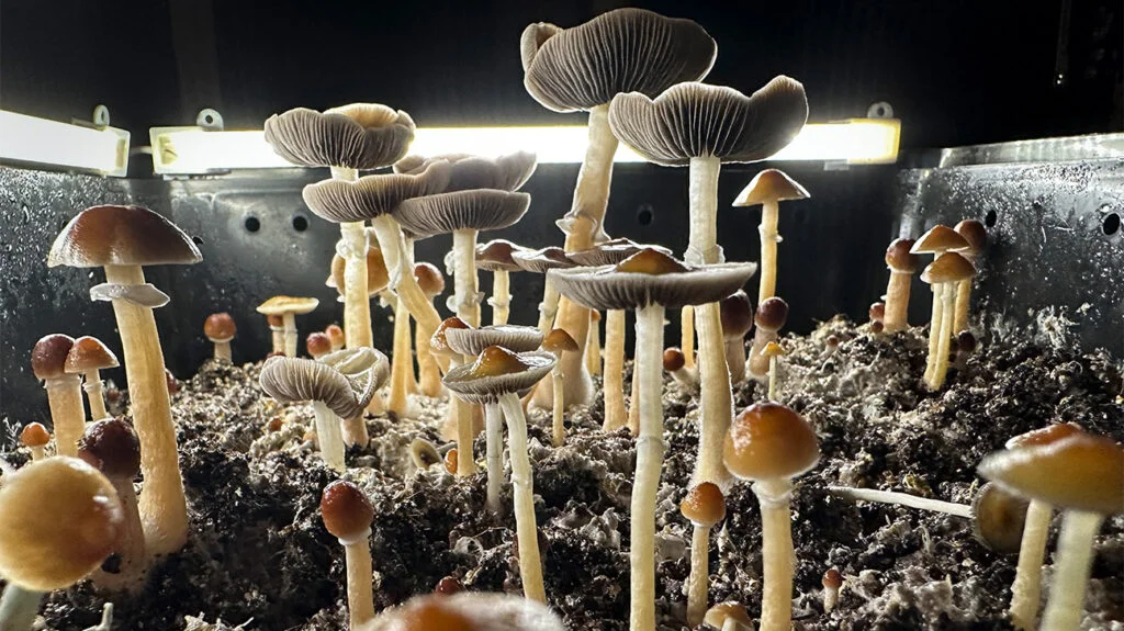mushrooms online 